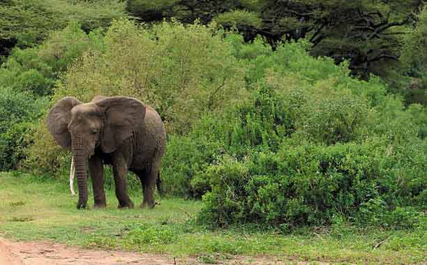 Selous Game Reserve